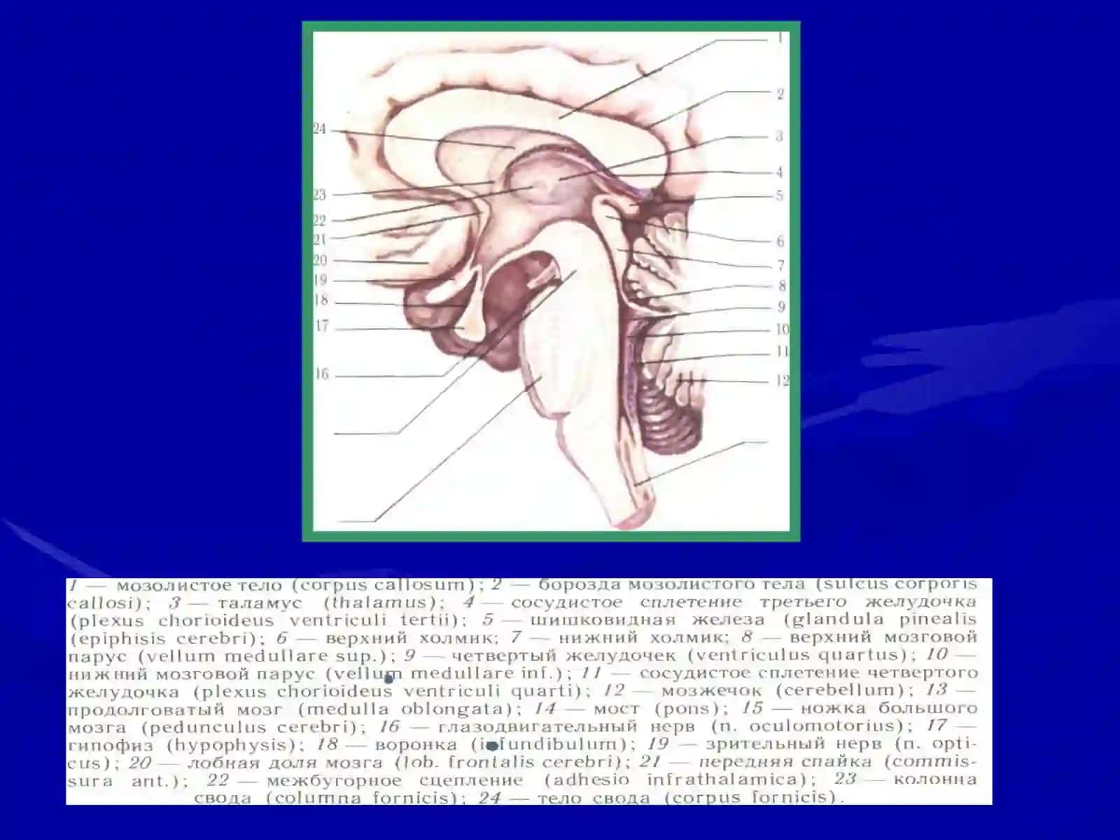 Мия устуни 3