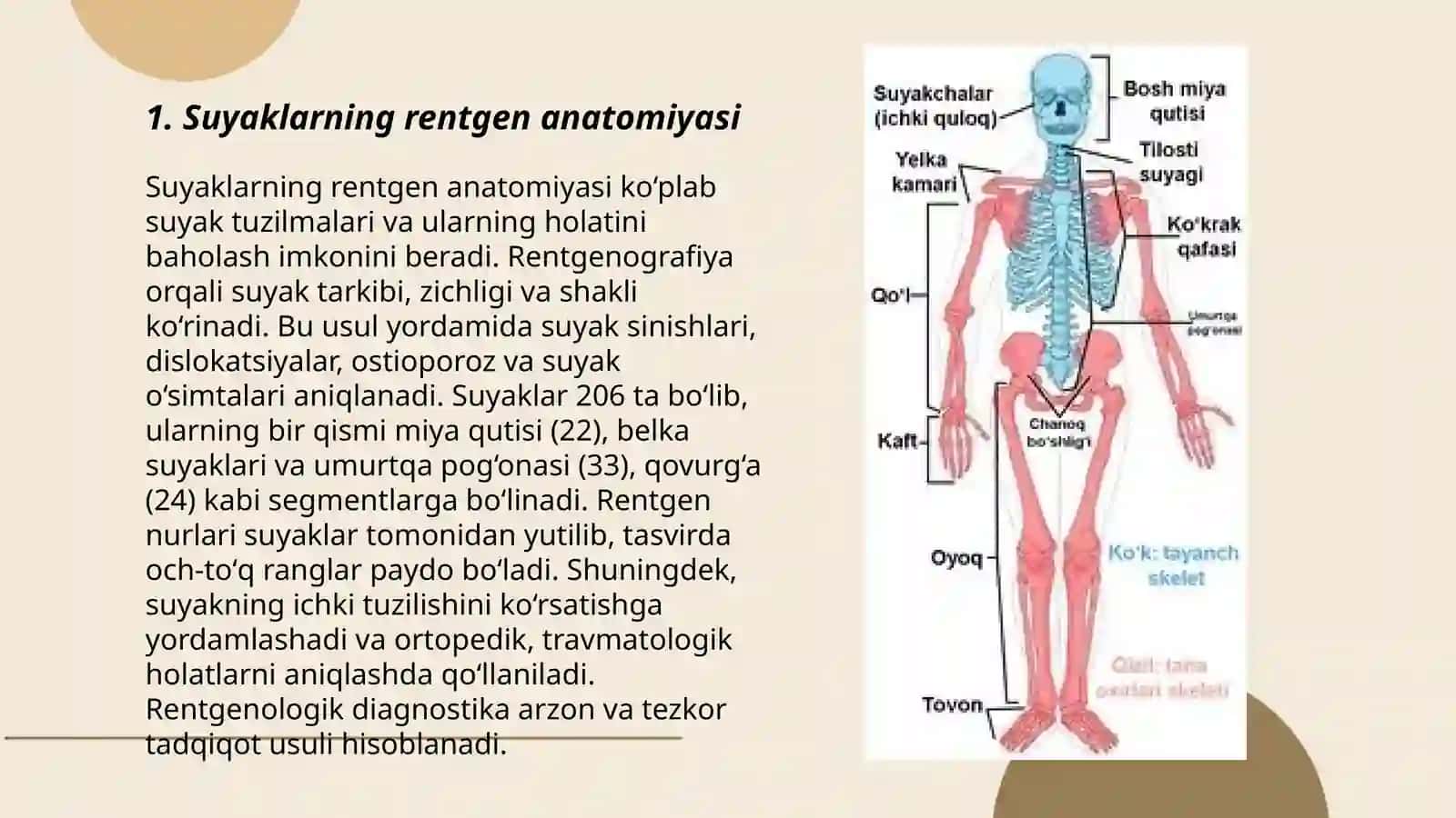 Skelet suyaklarning rentgenanatomiyasi.skeletning rivojlanish anomaliyalari 3