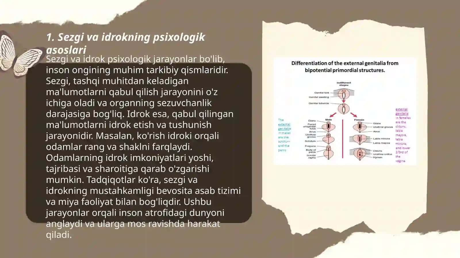 Sezgi va idrokning psixologik mohiyati, fiziologiyasi 3