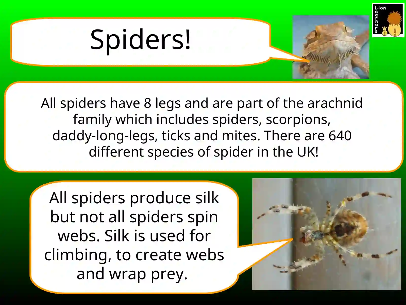 Spelling Spiders 3