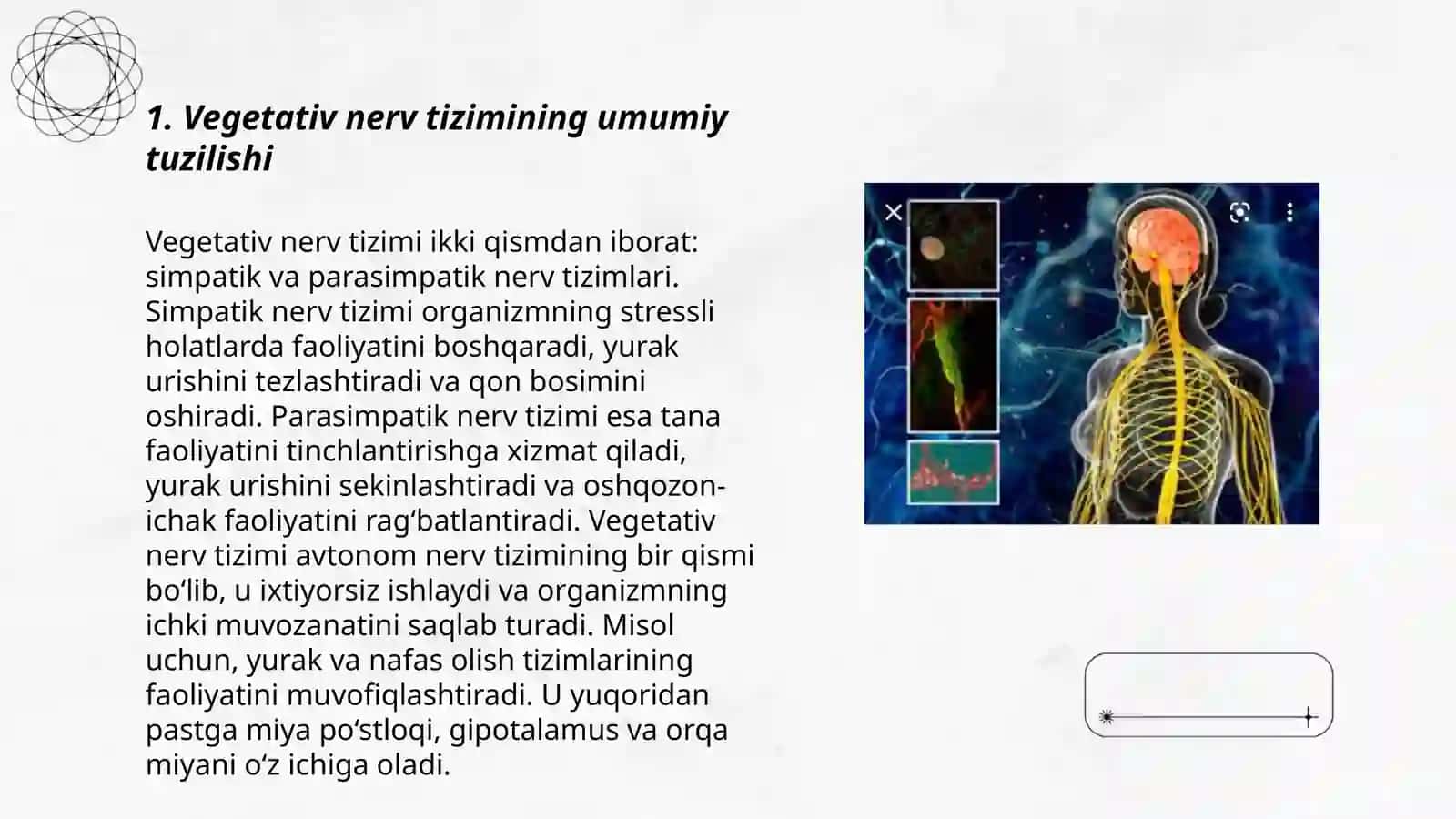 Vegetativ nerv tizimining anatomiyasi va fiziologiyasi 3
