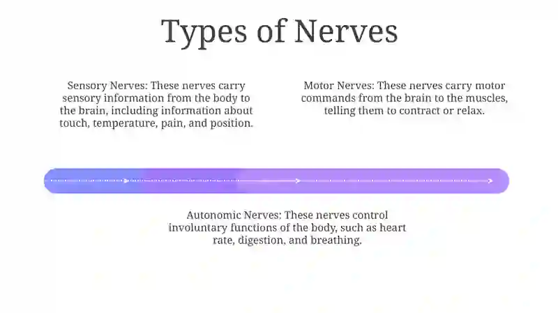 Nerv Structure and Function 3