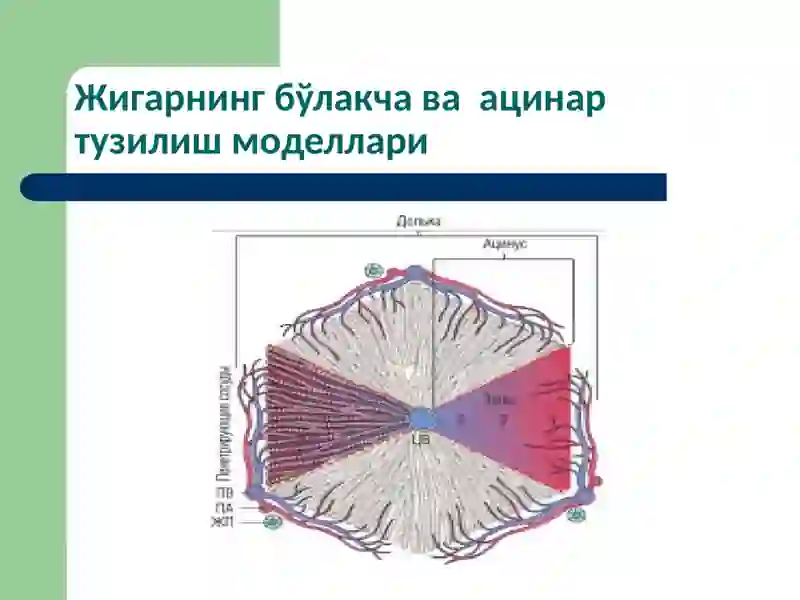 Жигар патофизиологияси 3