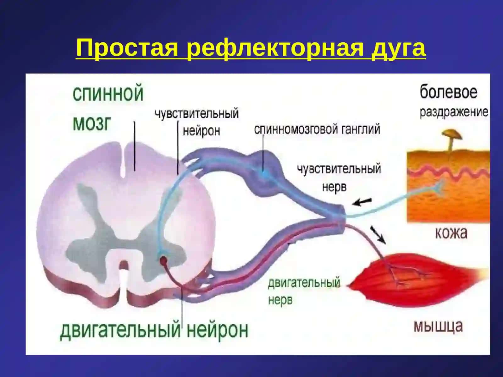ВЫСШАЯ НЕРВНАЯ ДЕЯТЕЛЬНОСТЬ. РЕФЛЕКСЫ ЧЕЛОВЕКА 3