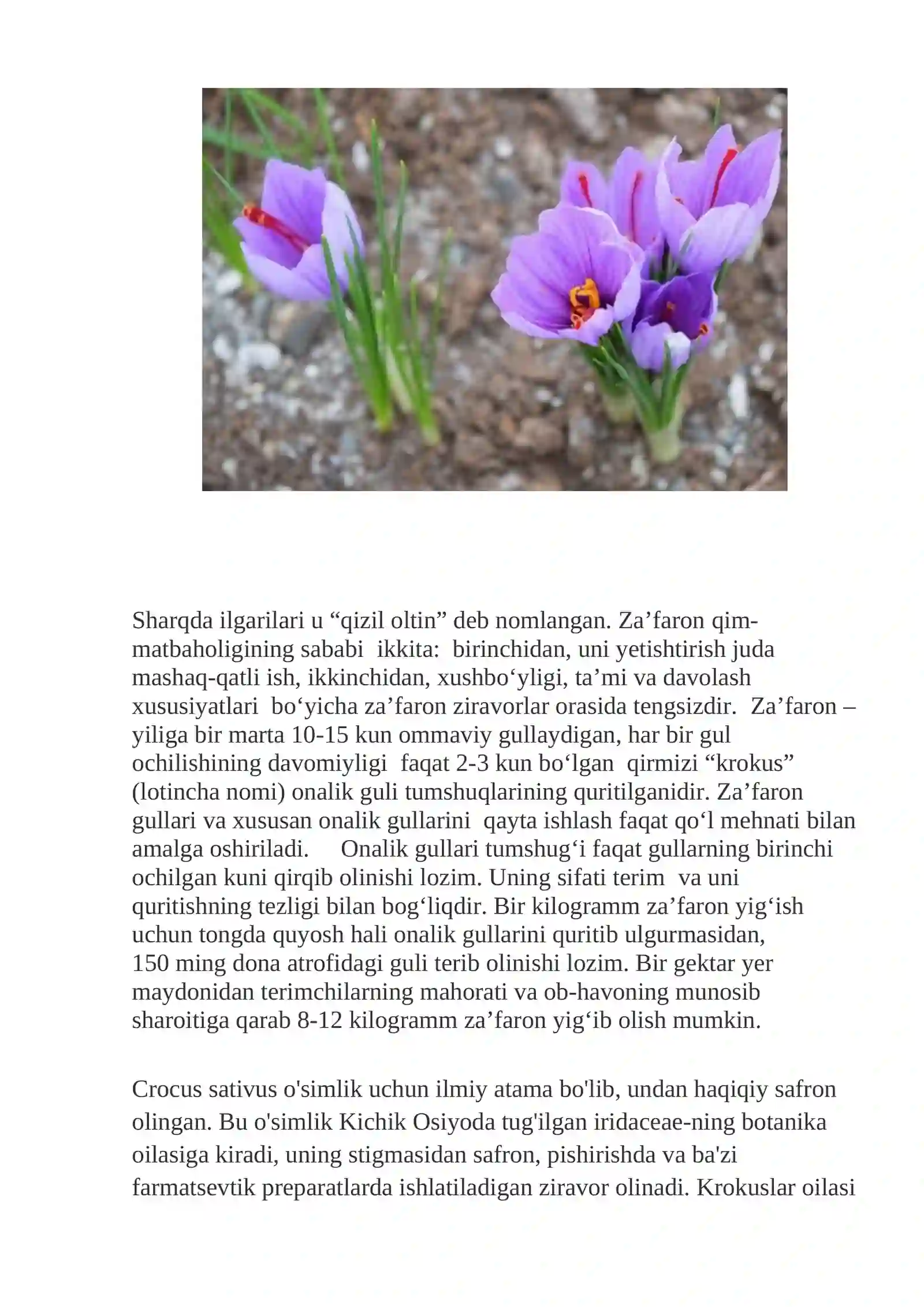 Savsardoshlar (Iridaceae) oilasidagi turlar biologiyasi, ekologiyasi, areali va xalq xo`jaligidagi ahamiyati 3
