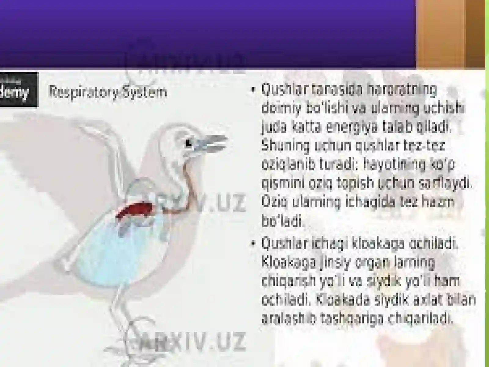 QUSHLAR SINFGA UMUMIY TASNIF 3