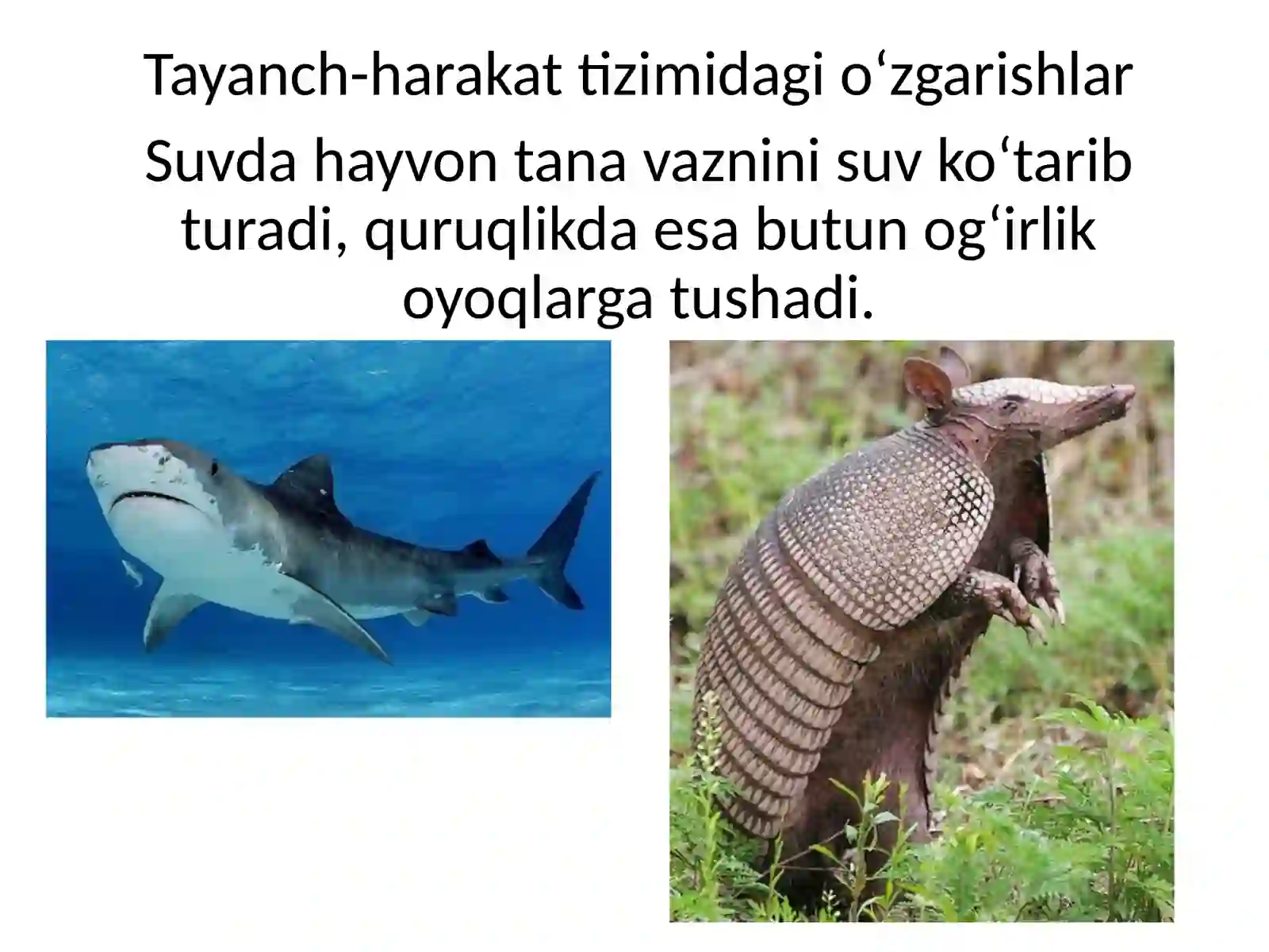 Tetrapoda Kattasinf Infigamansubhayvonlari 3