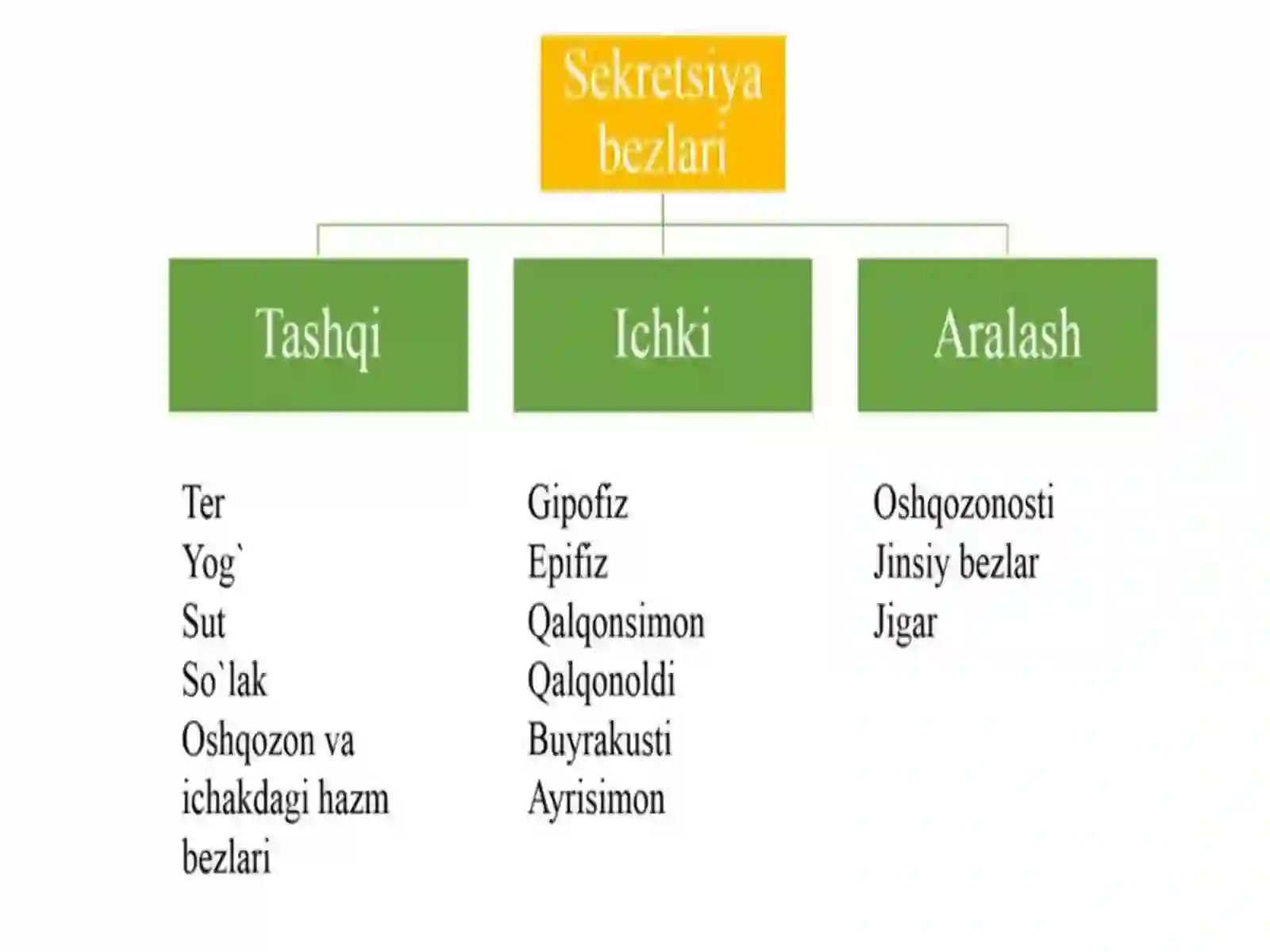 Endokrin bezi tizimi 3