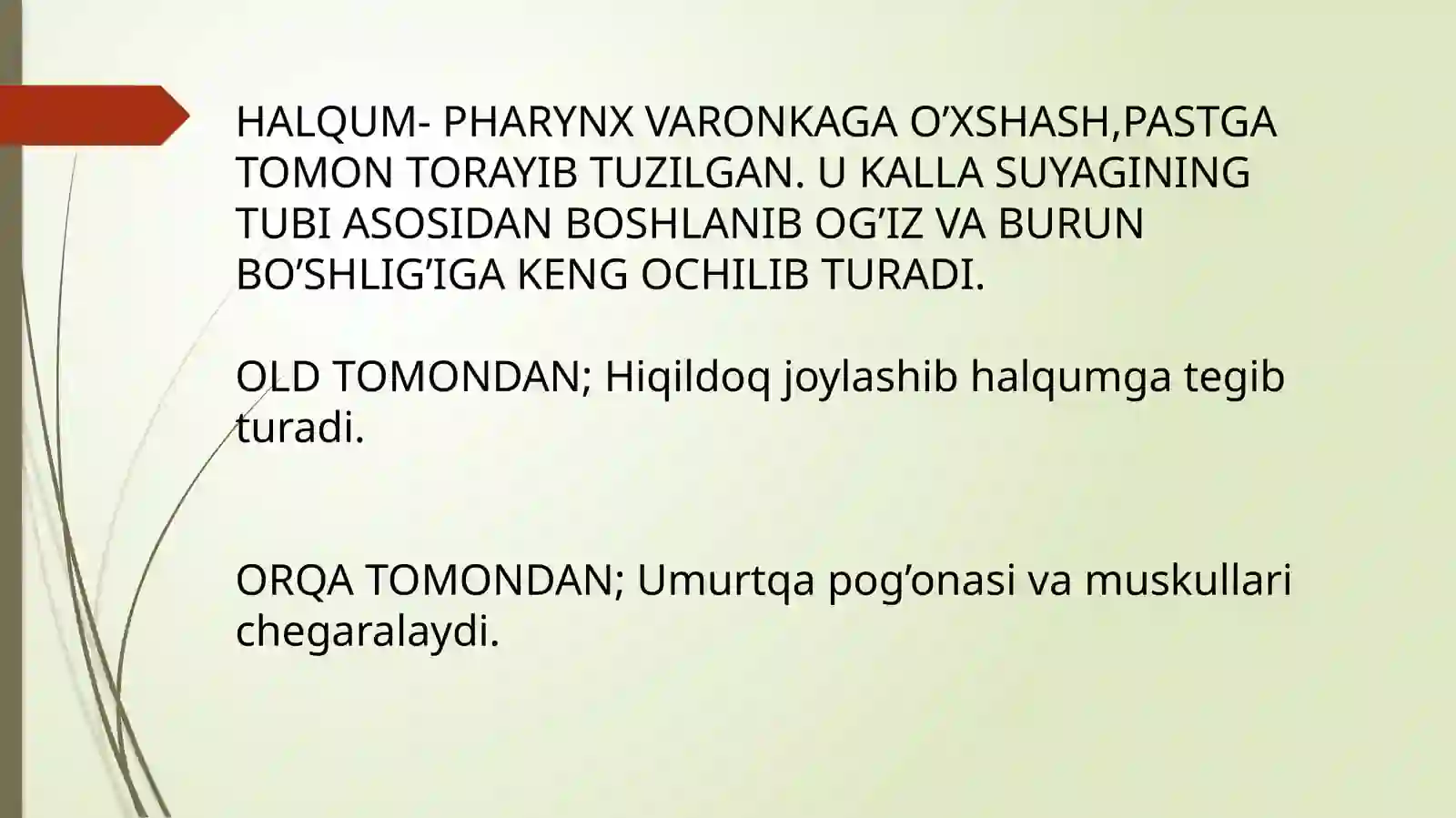 HALQUM TUZILISHI. SINOPATIYA VA SKLETOTOPIYASI 3