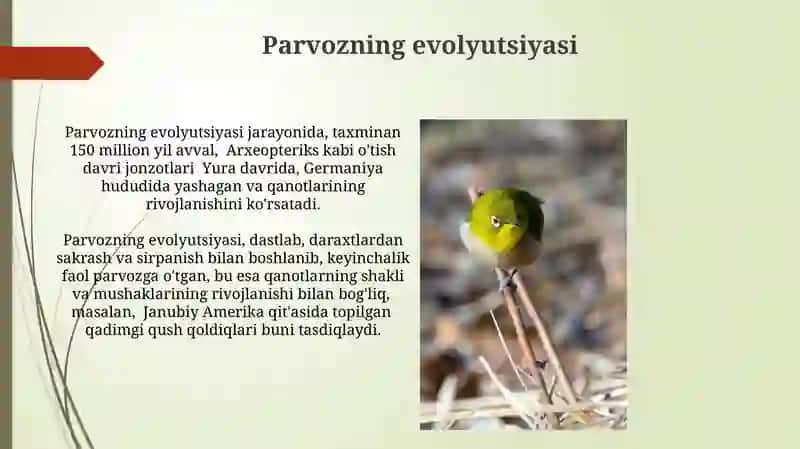 Parvozning evolyutsiyasi 3