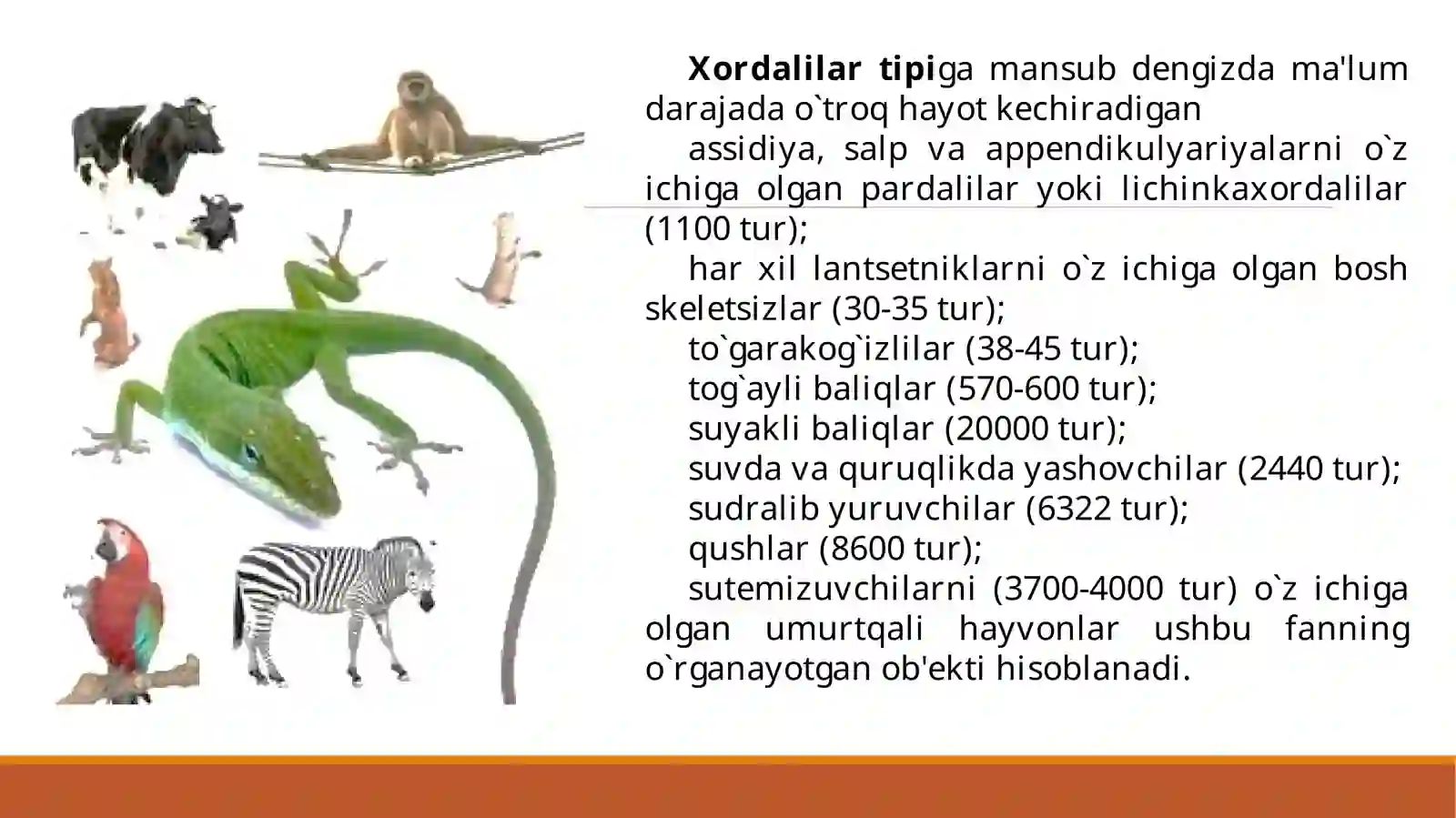 Umurqalilar zoologiyasi 3
