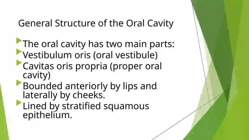 Anatomical structure of the oral cavity 3
