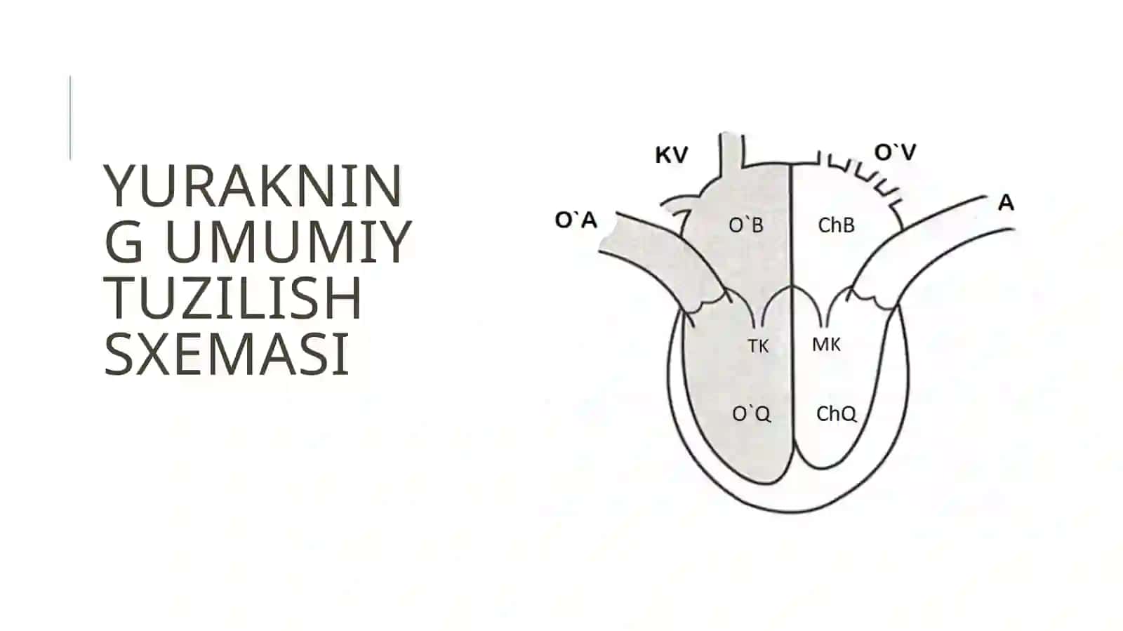 Yurakning gemodinamik vazifasi 3
