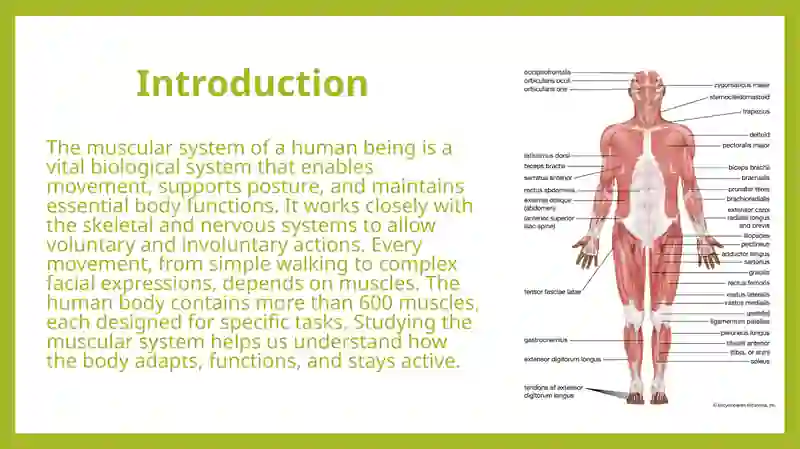 Muscular System of a Human Being 3
