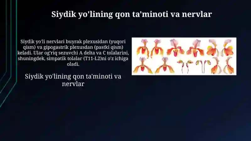 Siydik yo'lining qon ta'minoti va nervlar 3