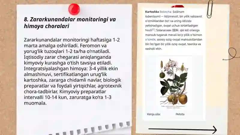 Kartoshka yetishtirish texnologiyasi 3