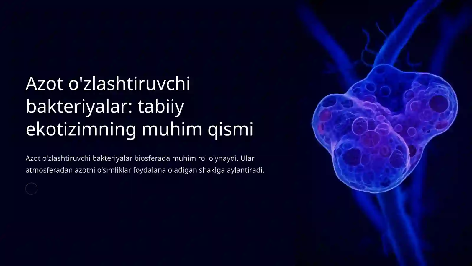 Azot oʻzlashtiruvchi bakteriyalar 3
