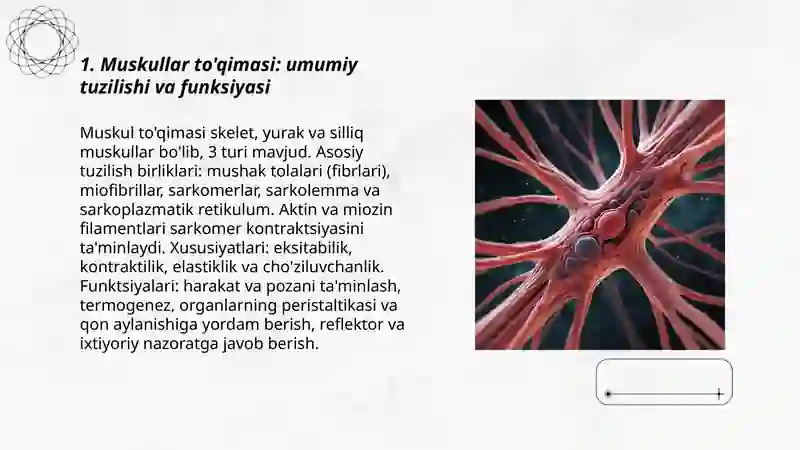 Muskul to'qimasi Gistologiyadan 3