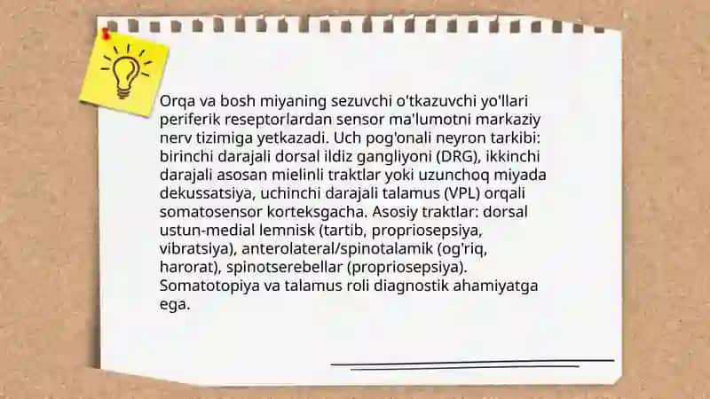 Orqa va bosh miyaning sezuvchi o'tkazuvchi yo'llari 3