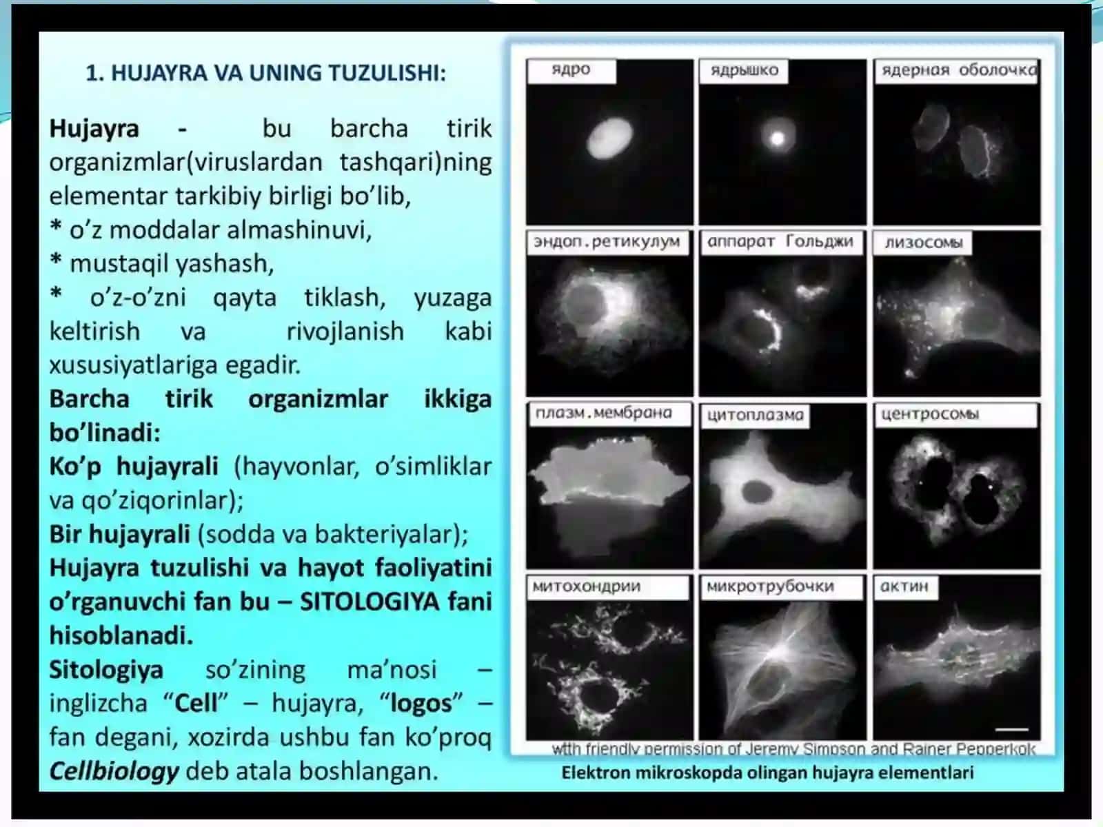 Hujayratuzilishi, Hujayranazariyasi, O’simlikhujayrasi, Hayvonvaodamxromosomalariningmorfofunksionalxarakteristikasi 3