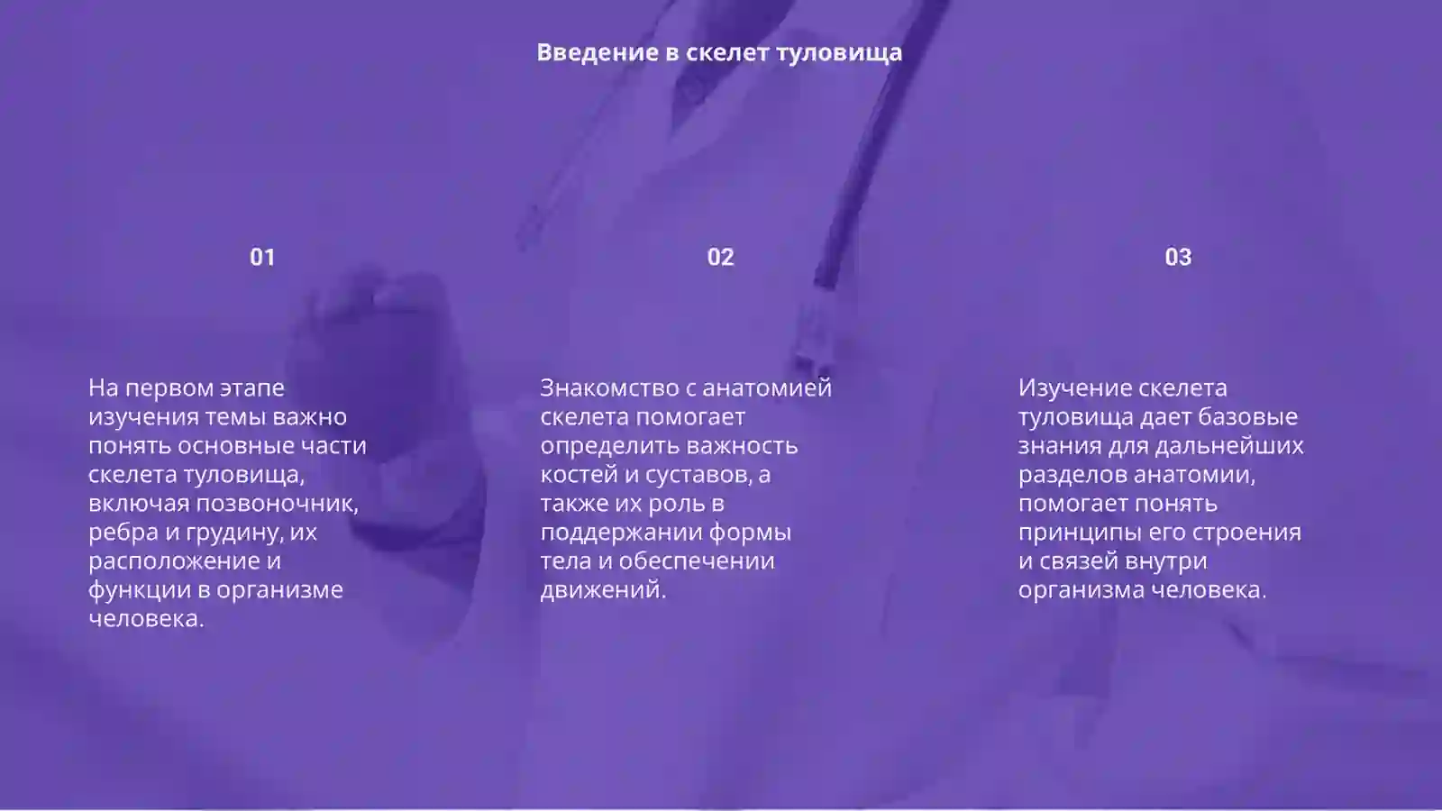 Скелет туловища 3