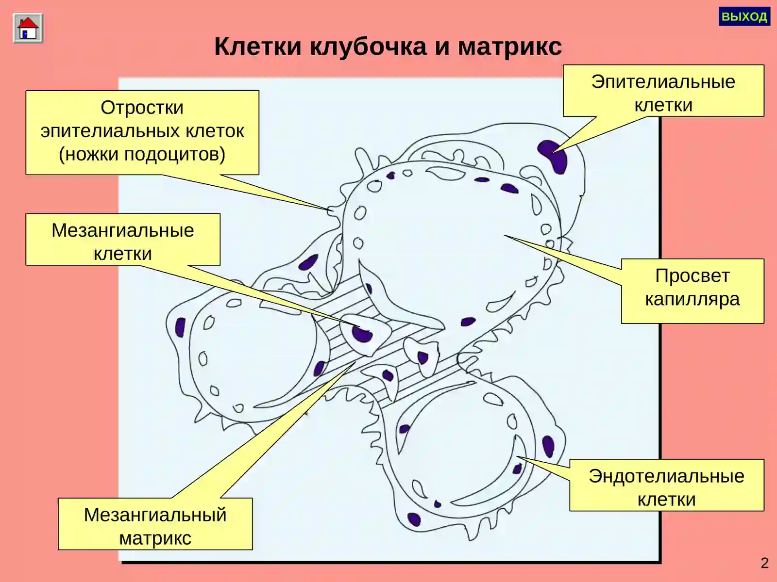 ГЛОМЕРУЛОНЕФРИТ 3