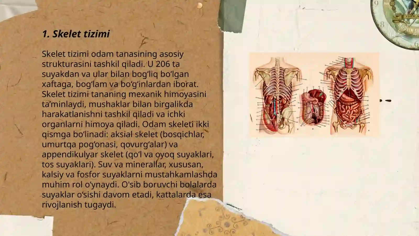 Skelet tizimi 3