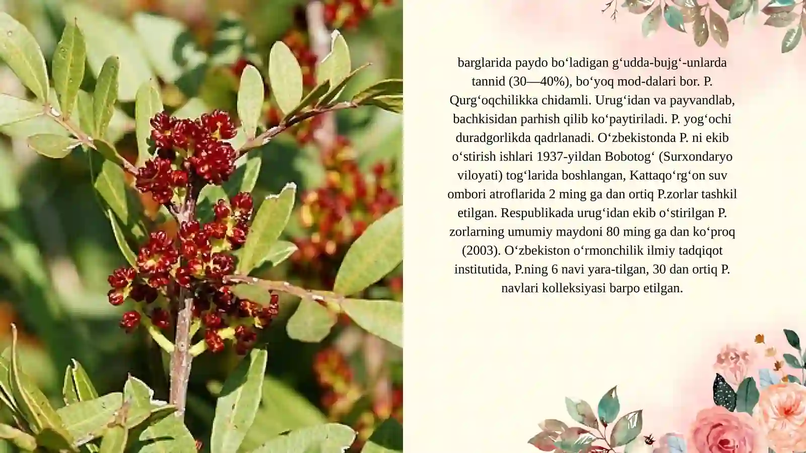 O'rta Osiyoning pistazorlari 3