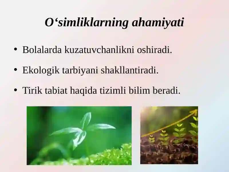 Turli yosh guruhlarida tabiat burchaklarini tashkil etishga tavsiya etiladigan o‘simliklar  va hayvonlar 3