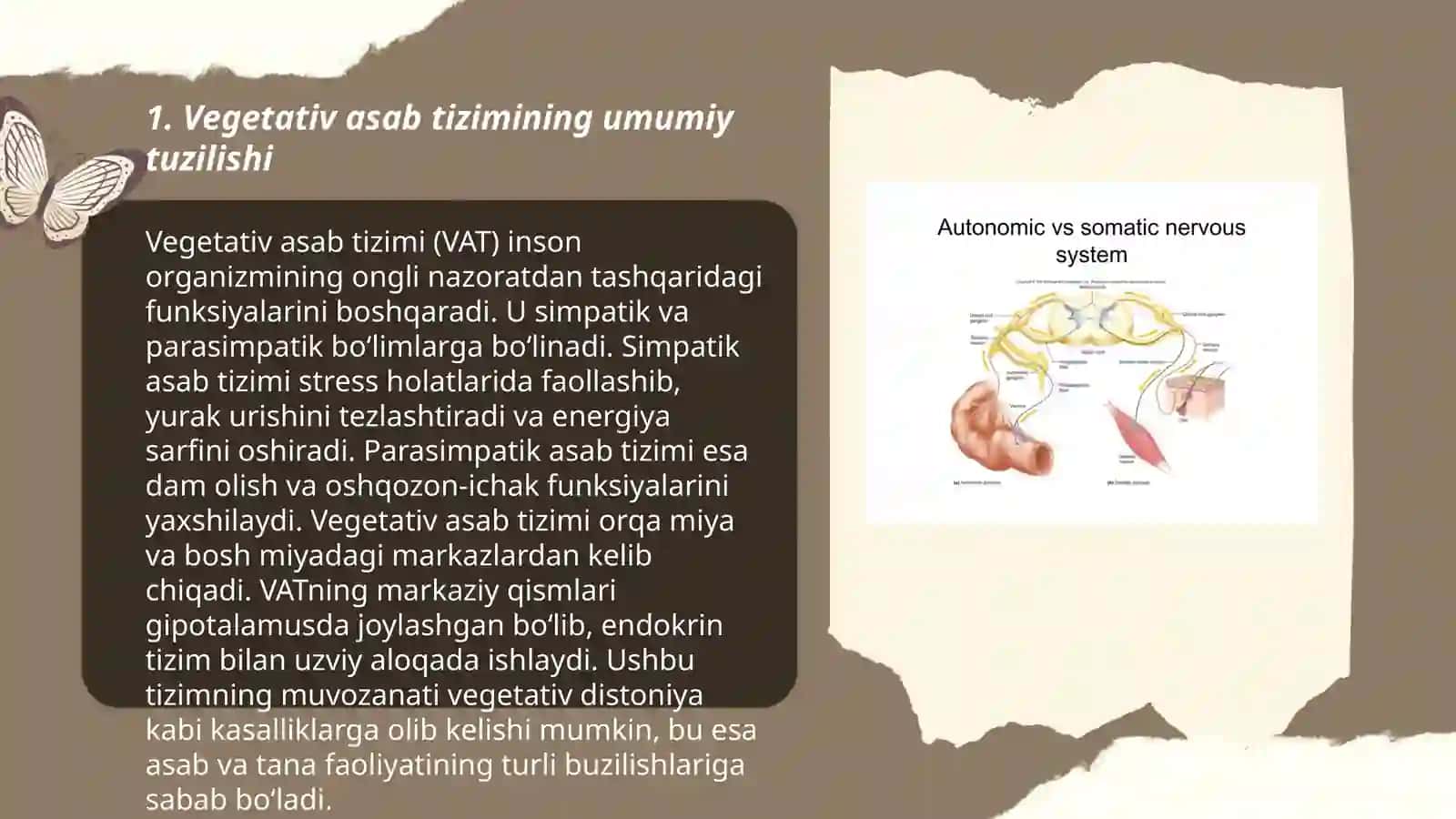 Vegetativ asab tizimining fiziologiyasi 3