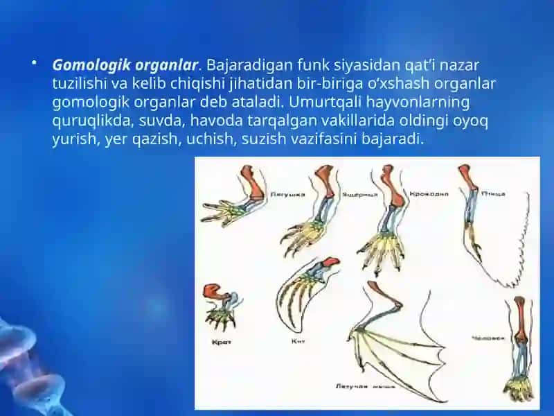 Evolutsiyani isbotlashda solishtirma anatomiya, paleontologiya fanlari dalillari 3