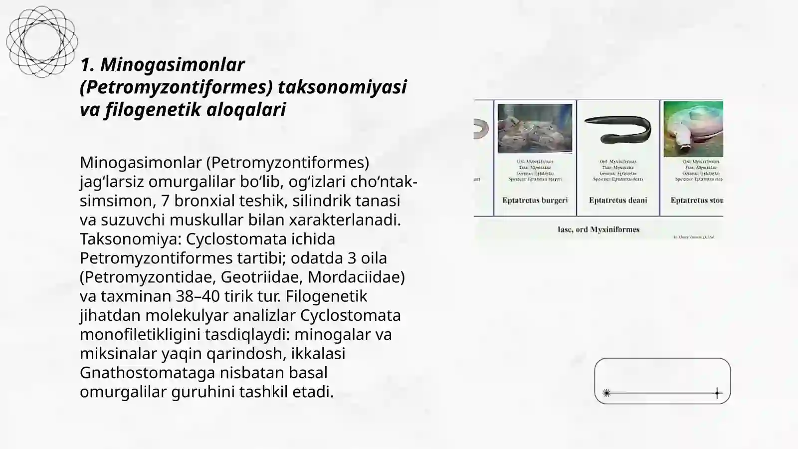 Minogasimonlar-Petpmyzontiformes va Miksinasimonlar-Myxiniformes turkumlari, ekologiyasi va ahamiyati 3