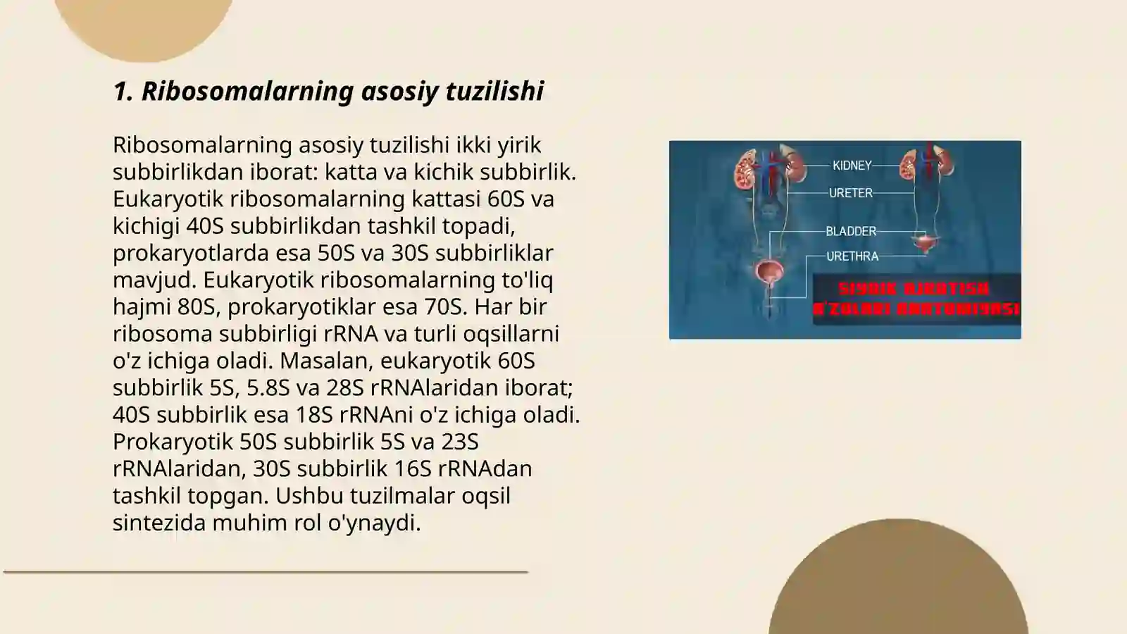 Ribosomalar ularning tuzilishi va funksional ahamiyati 3