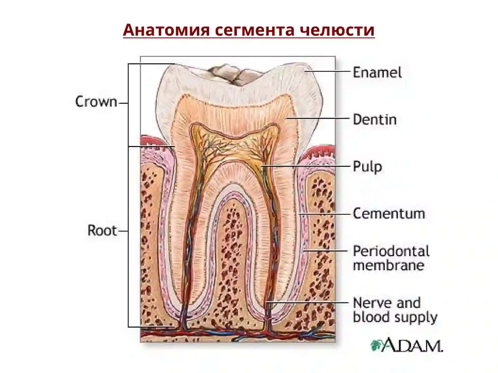 Острые хронические периодонтиты 3