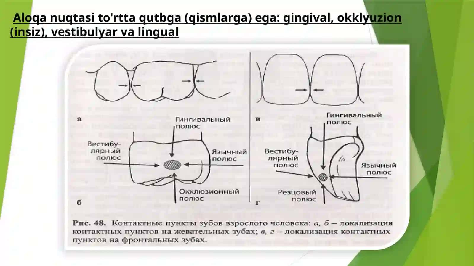 Tishlarda aloqa nuqtasi 3