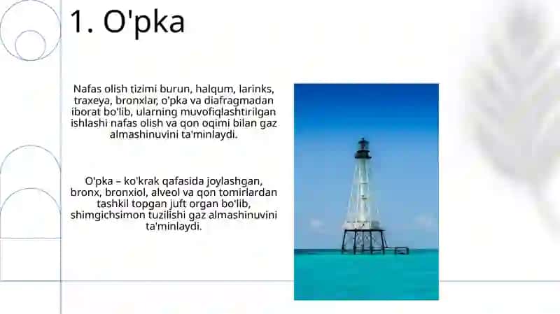 Organizmni nafas olish organlar sistemasining tuzilishi 3