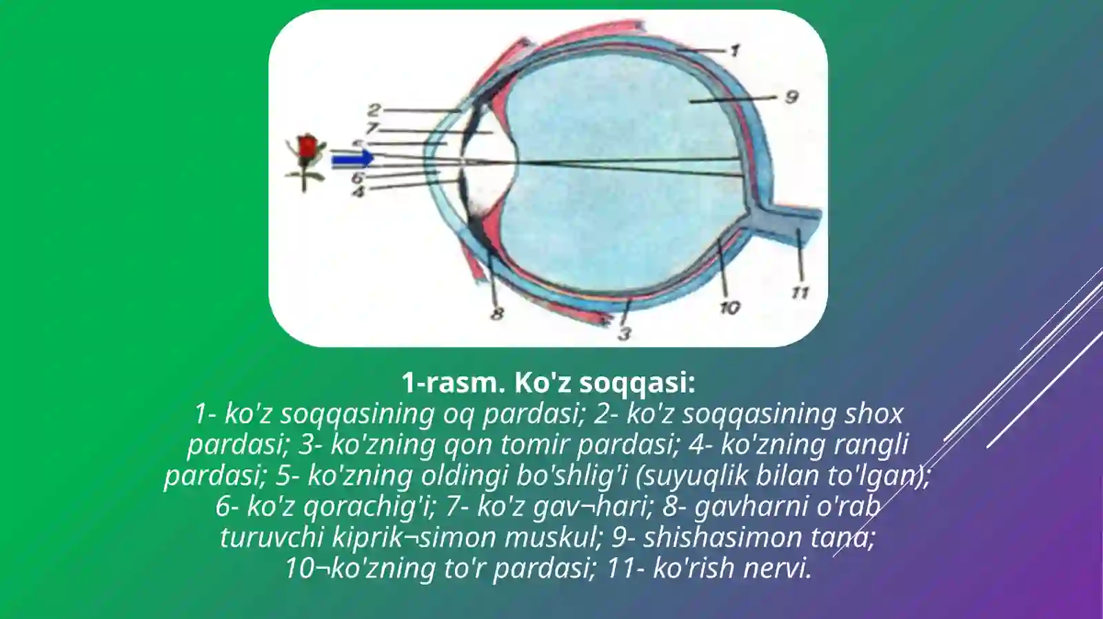 Ko’zning tuzilishi 3