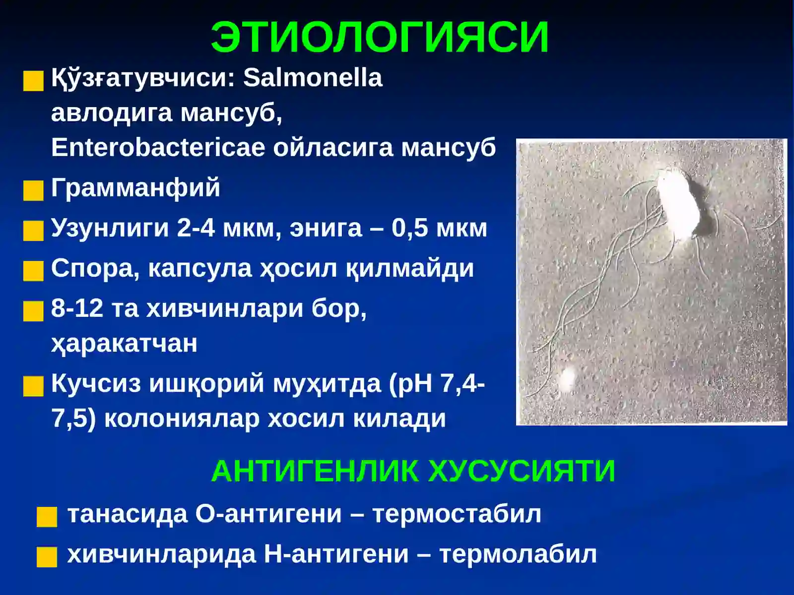 САЛЬМОНЕЛЛЁЗЛАР 3