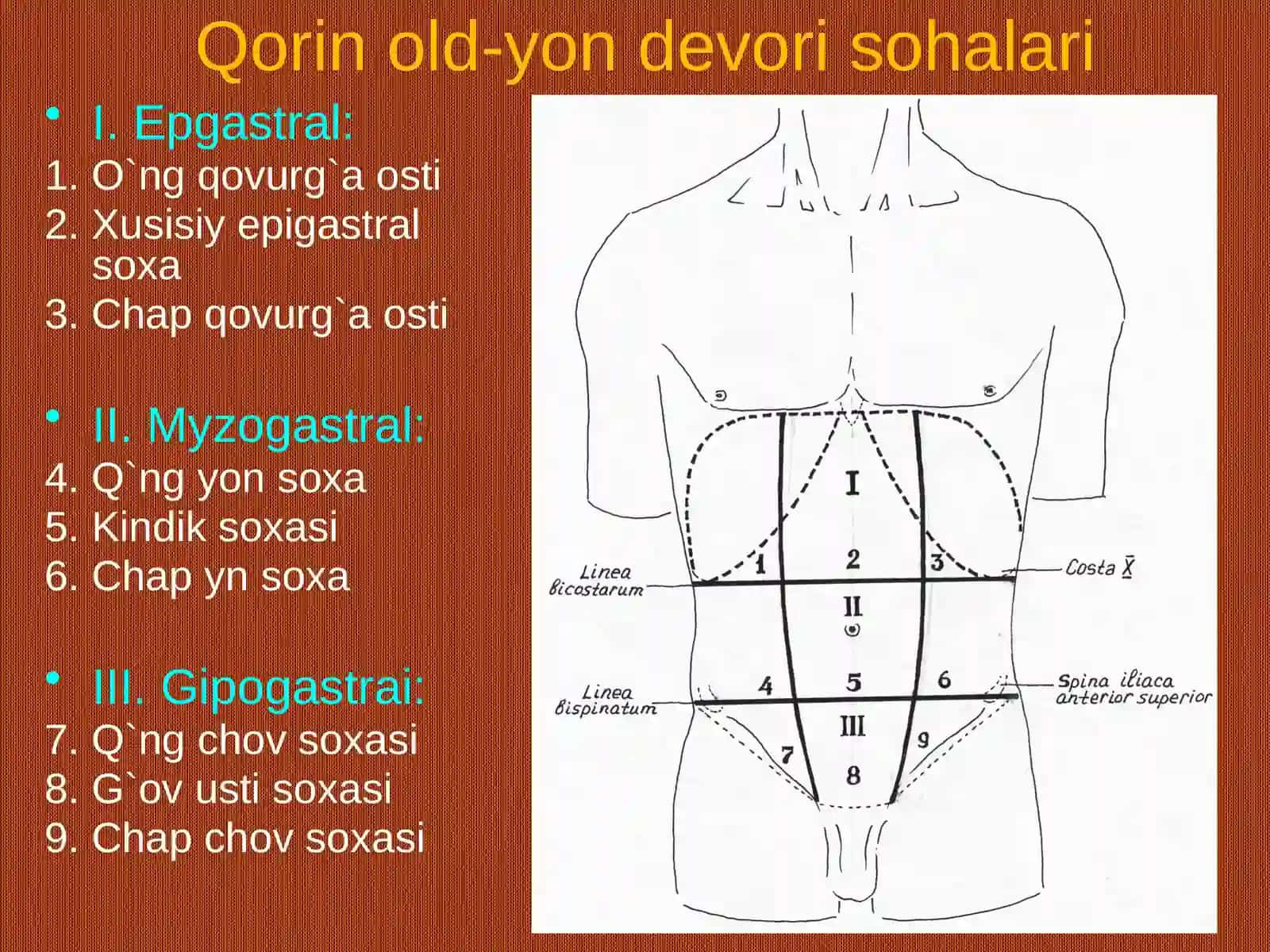 Qorinold-yondevorining klinika anatomiyasi 3
