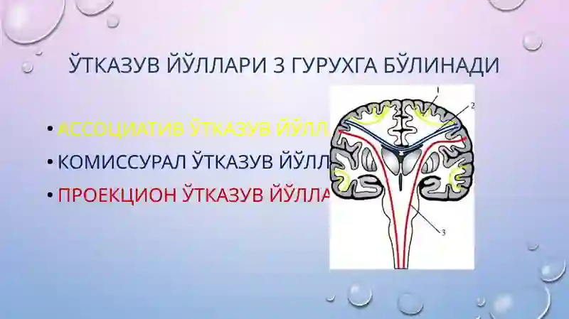 Ўтказув йўллари 3