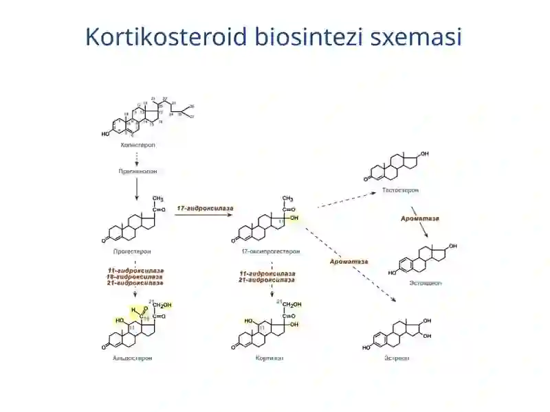 Buyrak usti bezlari 3