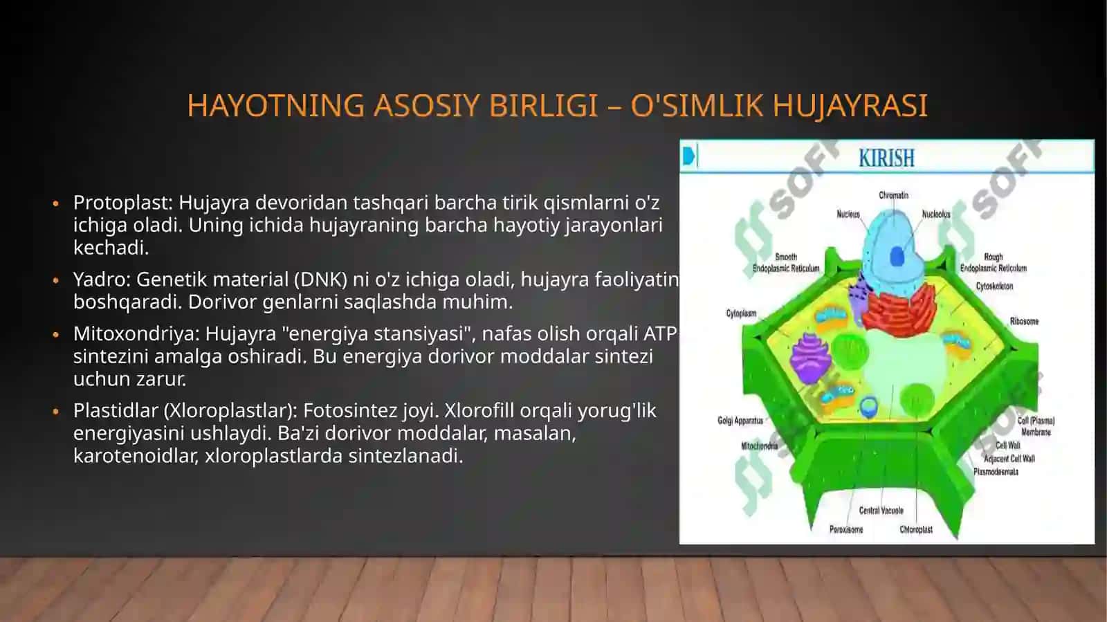 O'simliklar anatomiyasi va fiziologiyasi 3