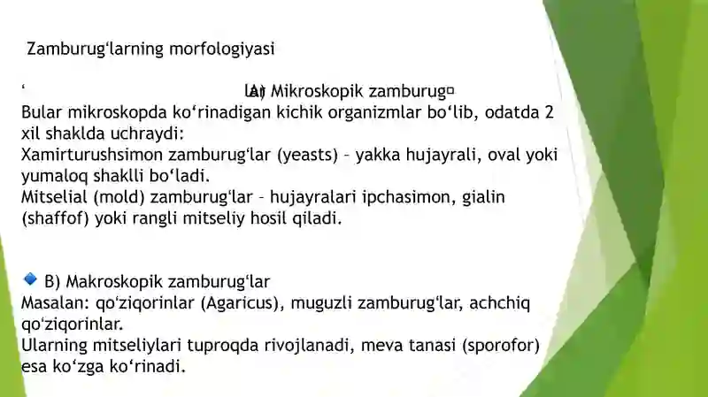 Zamburugʻlar 3