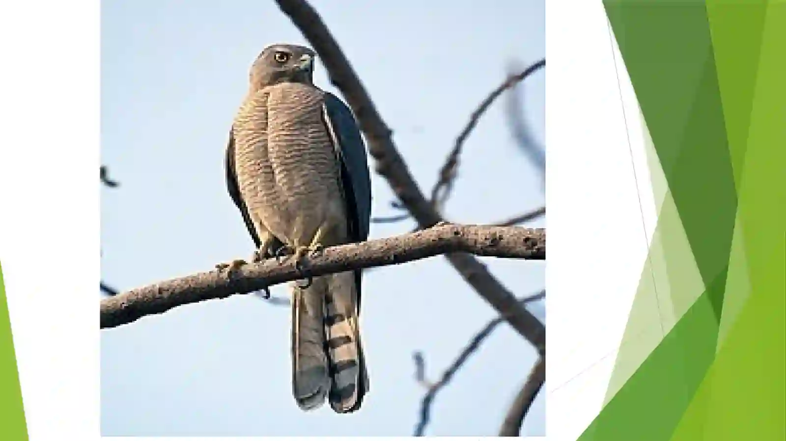 Theshikra (Accipiter badius) 3