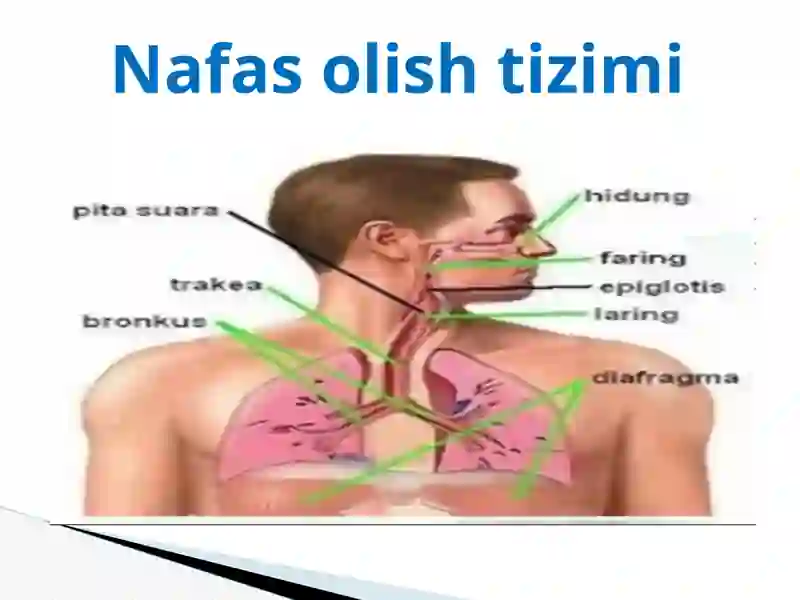 Nafas olish tizimi fiziologiyasi. 3