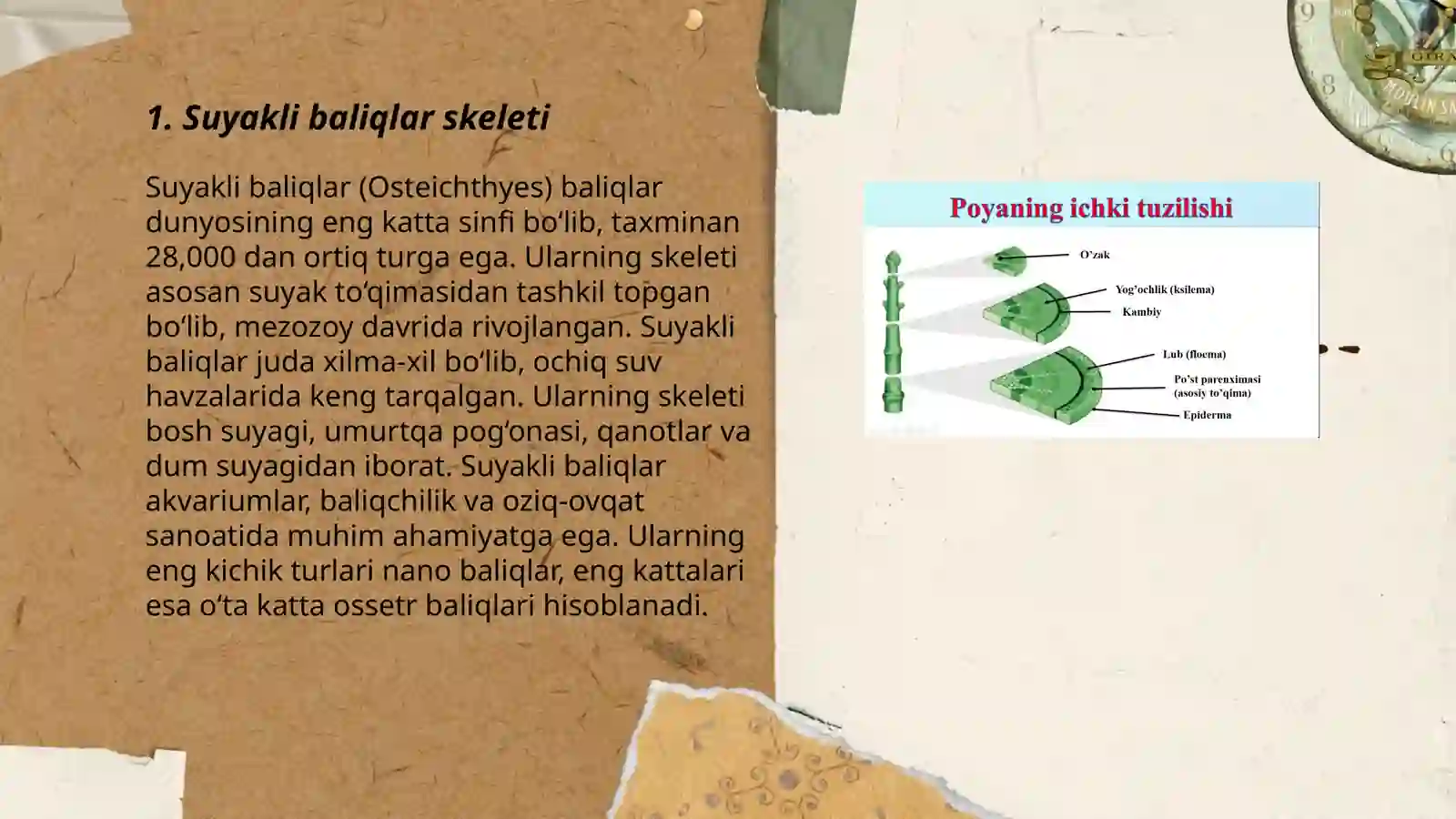 Suyakli baliqlar ichki tuzilishi 3