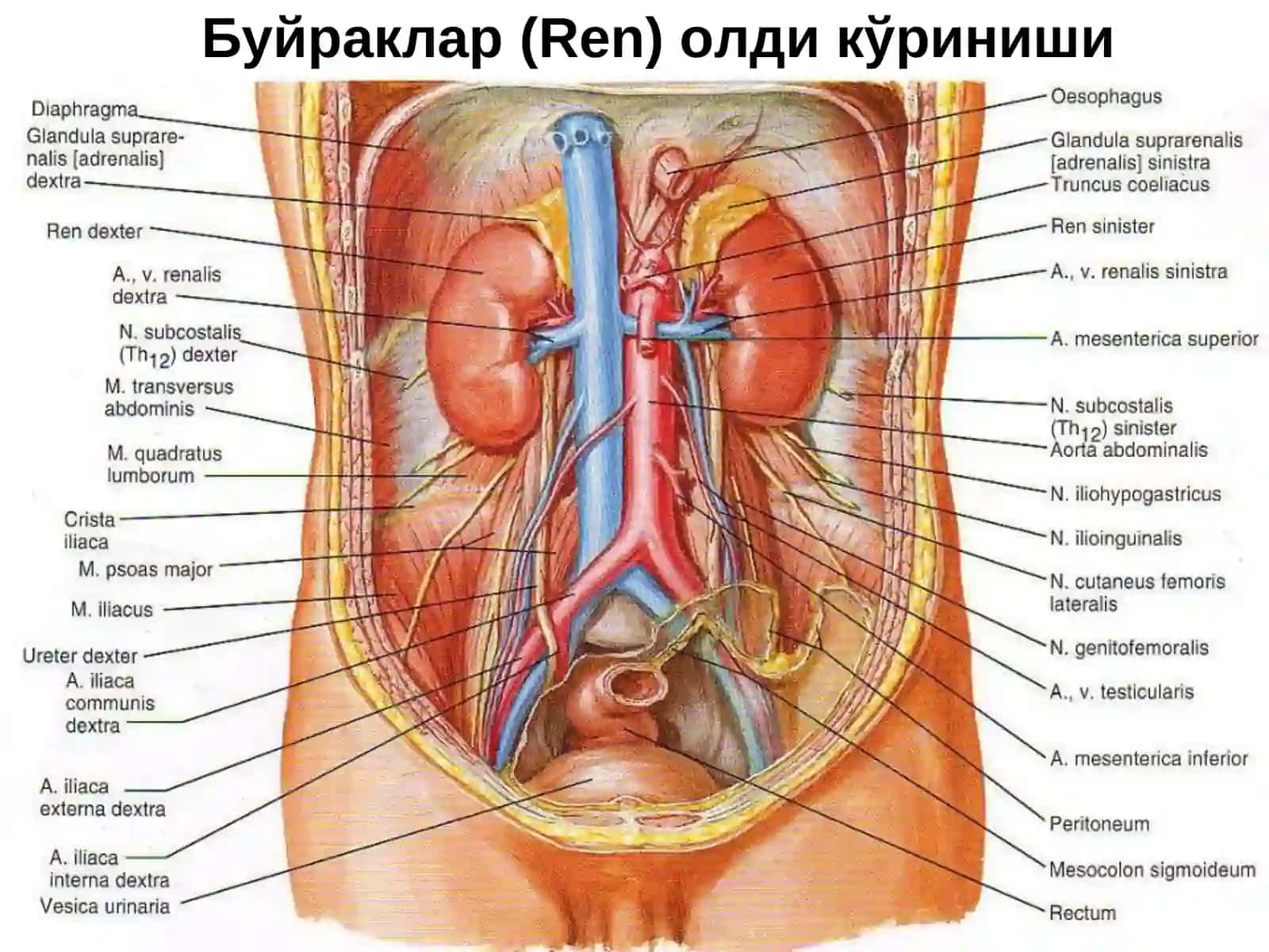 Тиббий педагогика факультетининг факультет ва госпитал терапия, халк табобати ва стоматология факультетининг ички касалликлар кафедраси 3