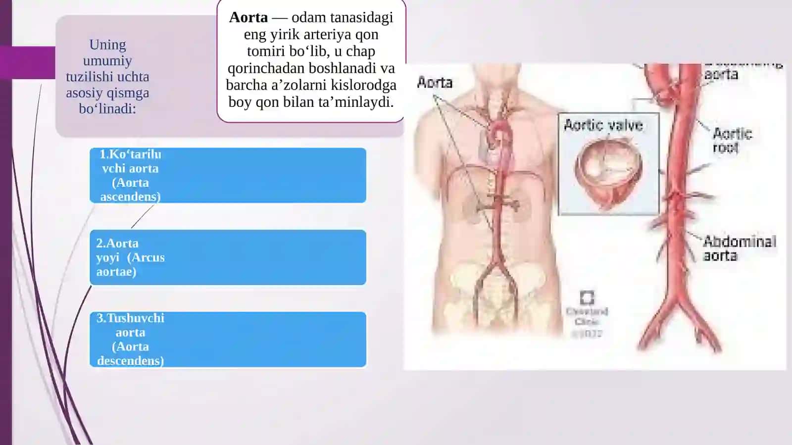 Aorta. Aorta ravog'i. Umumiy va tashqi uyqu arteriyasi. Ichki uyqu arteriyasi 3