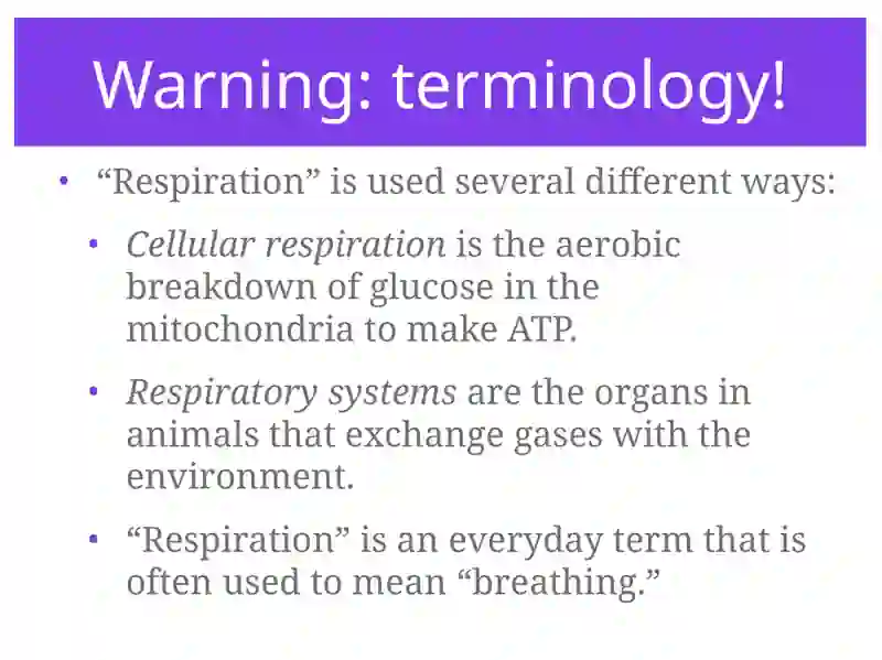 Respiratory System 3