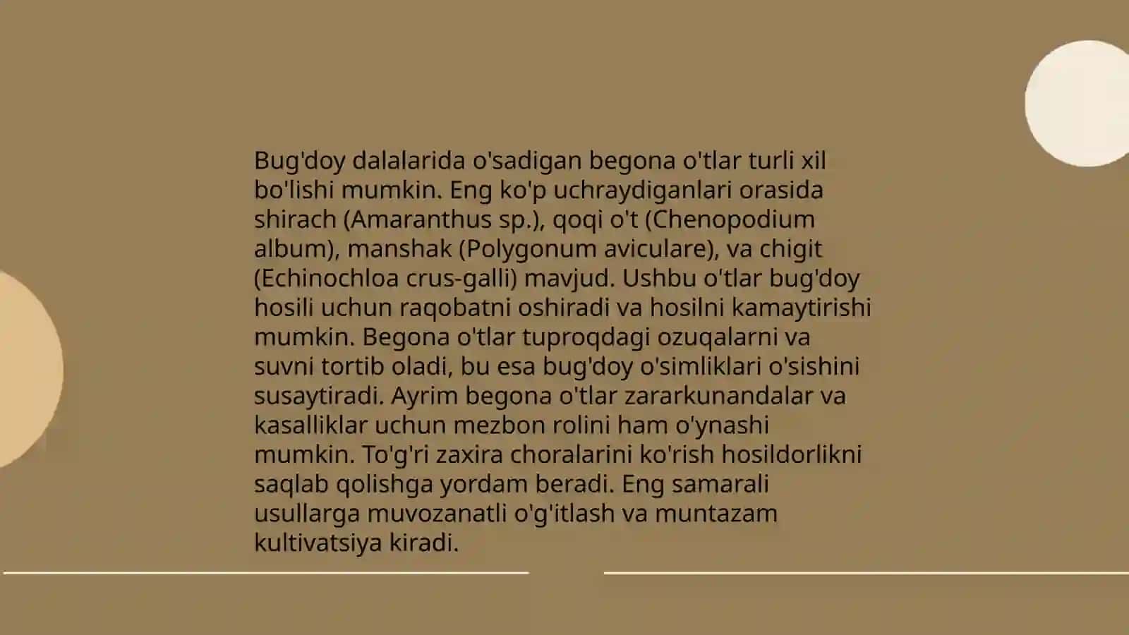Bug'doy dalalarida o'sadigan begona oʻtlar va ularga qarshi kurash choralari 3